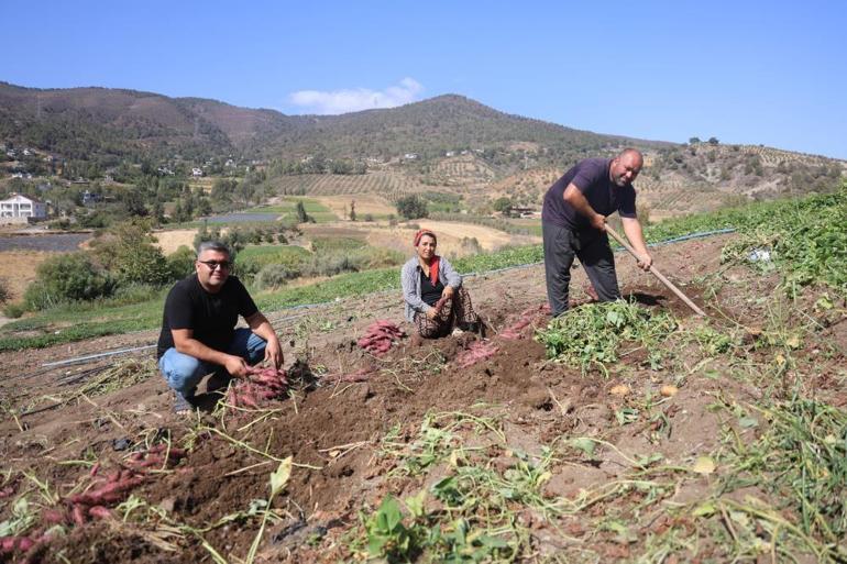 Türkiyede yeni yeni mutfaklara girdi Hem şifa deposu hem de fiyatı uygun