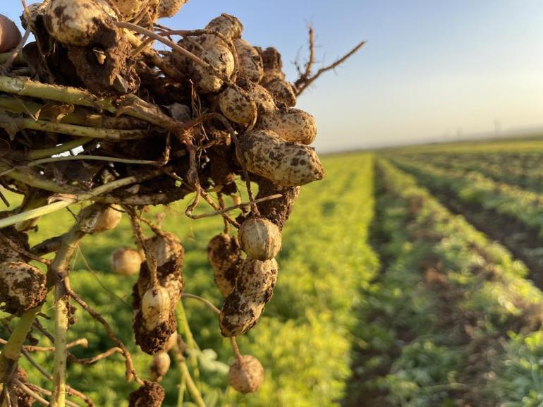 Şanlıurfada pamuk yerini başka bir ürüne bırakıyor Düşük kazanç çiftçiyi alternatife yöneltti