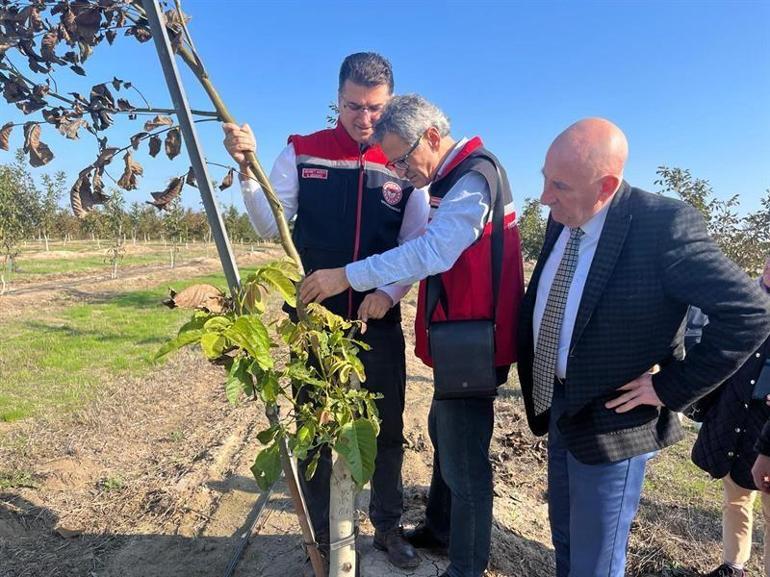 Güz geldi, hasat başladı Satış fiyatı 200 ila 250 TL arasında değişiyor
