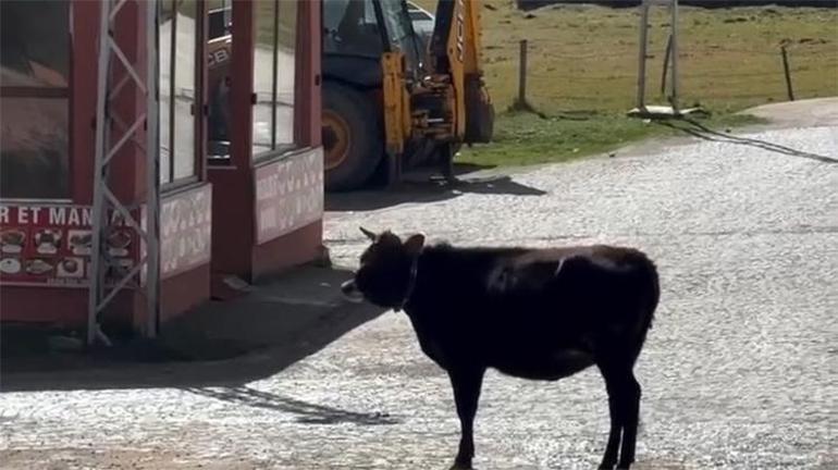 İneklerin hüzünlü ayrılığı sosyal medyada viral oldu Paylaşım rekoru kırdı