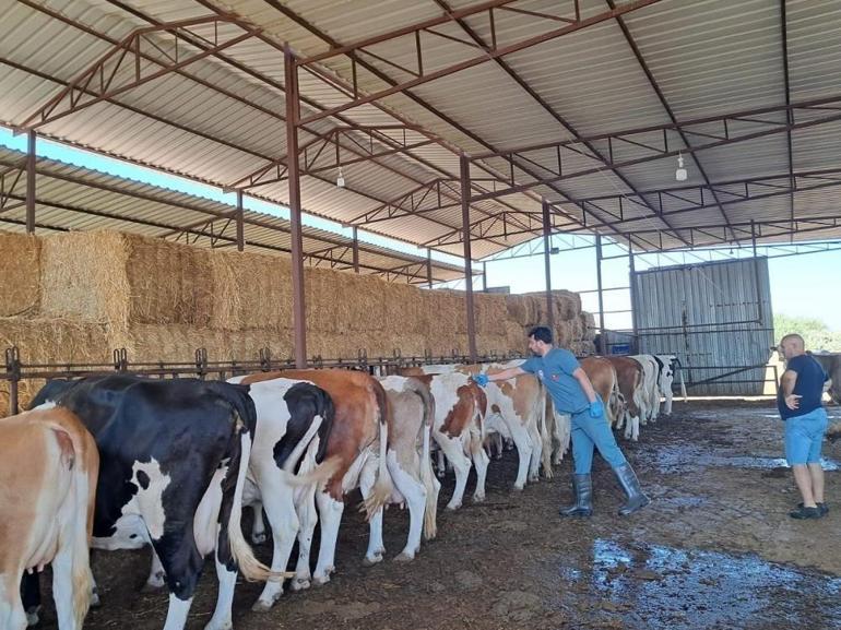 Samsunda bir ilçede kriz patladı Tüm mahallere sıçradı, yasak geldi