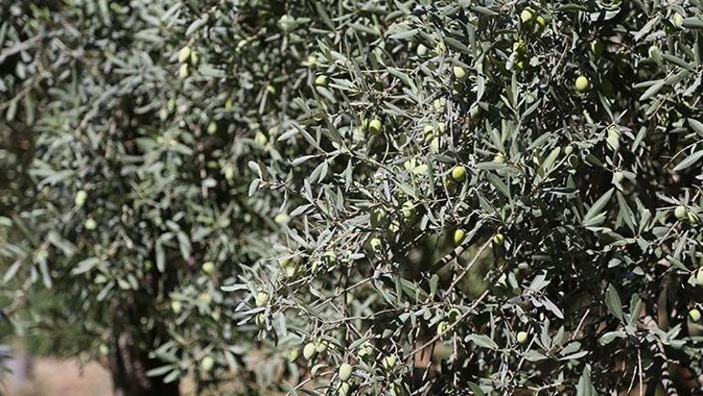Zeytinde rekoltede yüzde 30 kayıp, fiyatlar etkilenecek Yurt dışı ve Türkiye fiyatları karşılaştırıldı