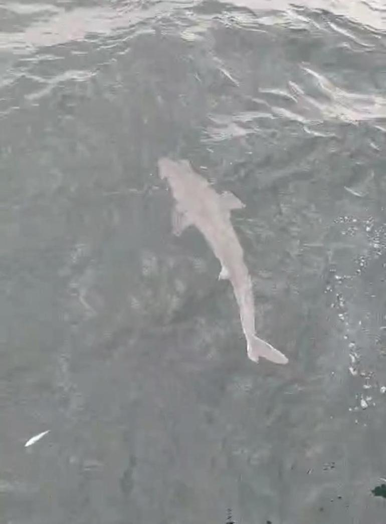 Amasra’da şaşkınlık yaratan av: Ağdan köpek balığı çıktı