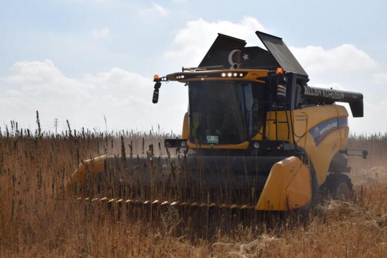 Geçen yıl ilk denemesi yapıldı Özel izinle ekiliyor, şimdi de hasadı başladı