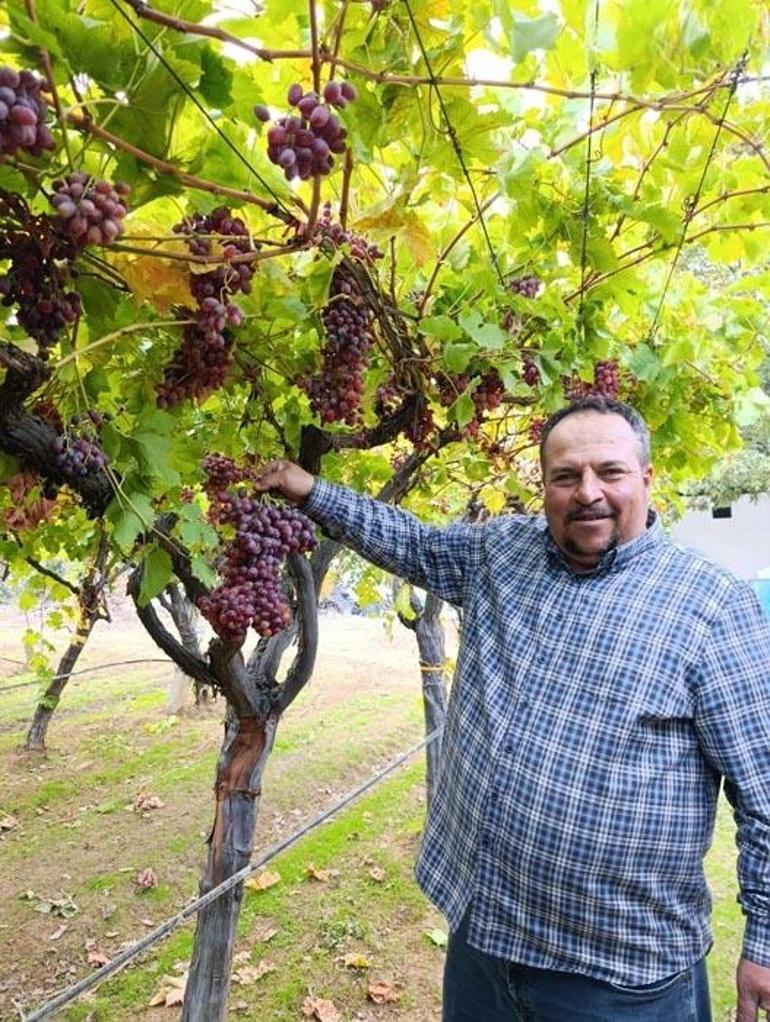 Manisada Sarıgöllü üreticiden 1 kilo 740 gramlık üzüm salkımı