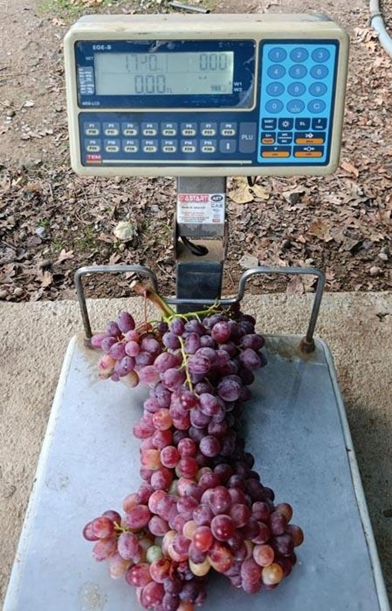 Manisada Sarıgöllü üreticiden 1 kilo 740 gramlık üzüm salkımı