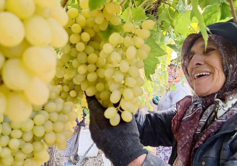 Hasadı ocak ayına kadar sürecek, vatandaş ucuz üzüm yiyecek Kilosu halen 25 liradan satılıyor