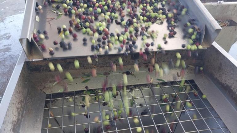 Türkiyede zeytinyağının yüzde 20sini bu ilçe karşılıyor Sıvı altının fiyatı ise 300 lira