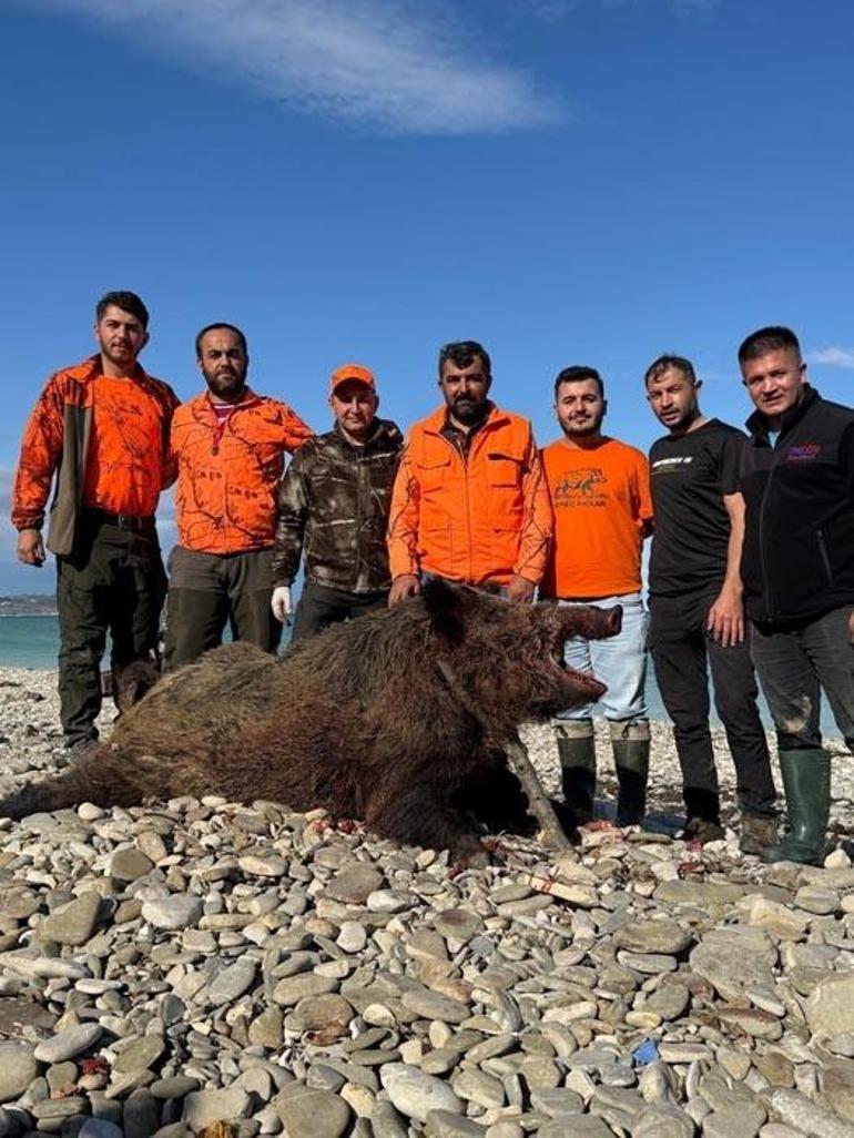 Sinopta köylülerin kabusu olmuştu Avcılar 300 kiloluk domuz avladı