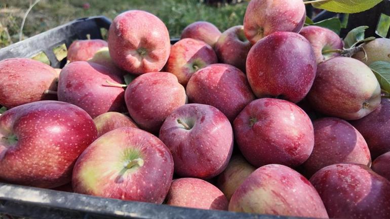 Bu elmanın lezzeti soğuktan geliyor Fiyatı 30 lira, hasadı yeni yapıldı