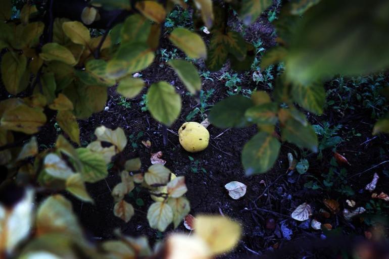 Meyve bahçelerinin altın sarısını don vurdu Onlarca dönümden 2 kasa çıktı, fiyatı fırlayabilir