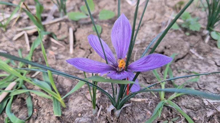 Bu topraklardan adeta para fışkırıyor Kilogram fiyatı 600 bin lira olacak