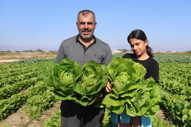 Kış yaklaştı, hasadı başladı Tarlada 25 TL, tezgahlarda 70 TL