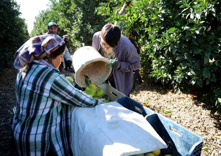 Adanada portakal hasadı başladı, 27 liradan satılıyor