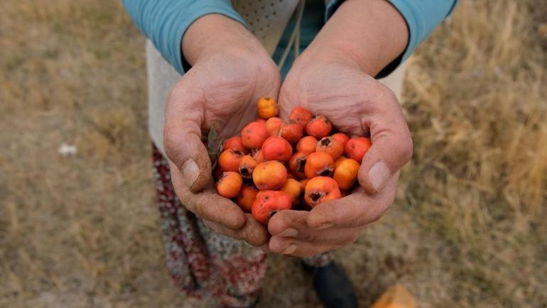 Şeker, tansiyon, kalp ve kabızlığa adeta birebir Bu yıl rekolte düşük, fiyatlar yükselecek