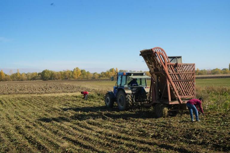Bölgenin şeker ihtiyacının burası karşılıyor Muş Ovasında tatlı hasat devam ediyor