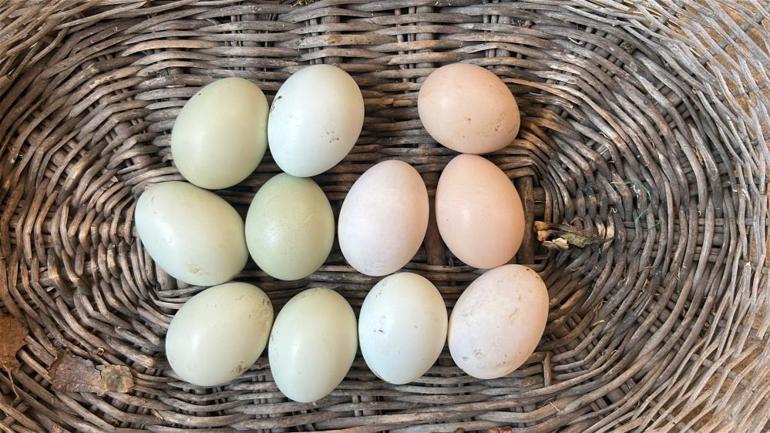 2 tavuğuna 10 yıldır gözü gibi bakıyor Çünkü onların diğerlerinden görülmemiş bir farkı var