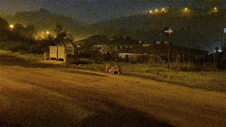 Bartın’da şehir merkezine inen çakal sürüsü site bahçesine kadar girdi O anlar kameralara yansıdı