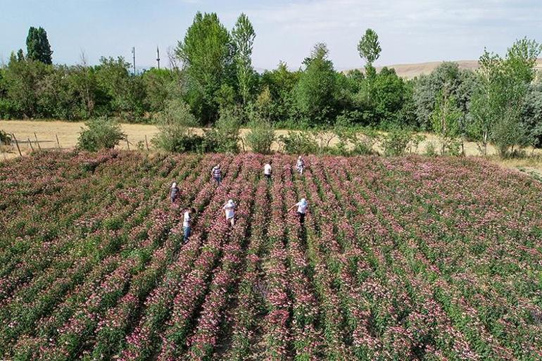 Vanda 5 dönüme ekti, doktorlar peşine düştü Her hasatta 350 kilo alıyor: Fiyatına teklif yağdı