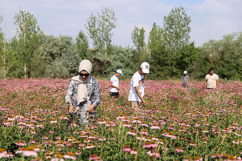 Vanda 5 dönüme ekti, doktorlar peşine düştü Her hasatta 350 kilo alıyor: Fiyatına teklif yağdı