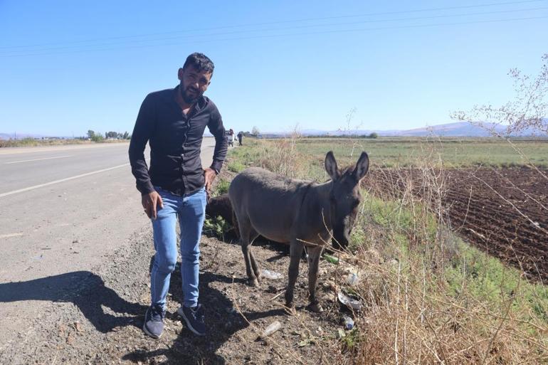 Yürekleri sızlatan görüntü Sıpa, telef olan annesinin başında saatlerce bekledi