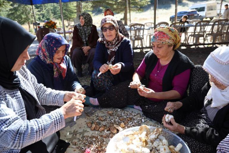 Kilosu etle yarışıyor Japonların gözdesi yetişti, herkes toplamak için yarışıyor