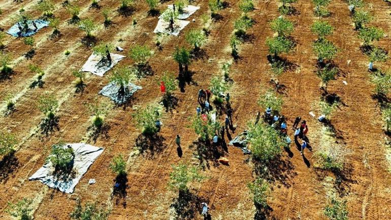 Diğer bölgelerin aksine burada verim çok yüksek oldu Fiyatları aşağı çekecek