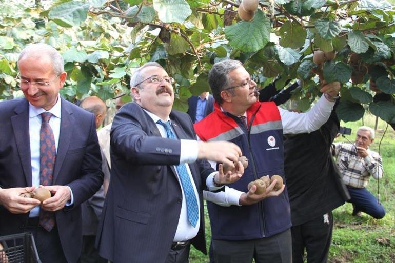 2025 Yılı Kivi Hasat Etkinliği Samsun kivi üretiminde Türkiyede 3üncü sırada