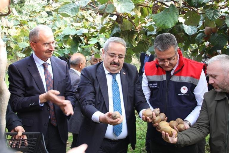 2025 Yılı Kivi Hasat Etkinliği Samsun kivi üretiminde Türkiyede 3üncü sırada