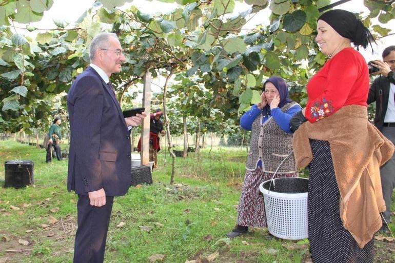 2025 Yılı Kivi Hasat Etkinliği Samsun kivi üretiminde Türkiyede 3üncü sırada