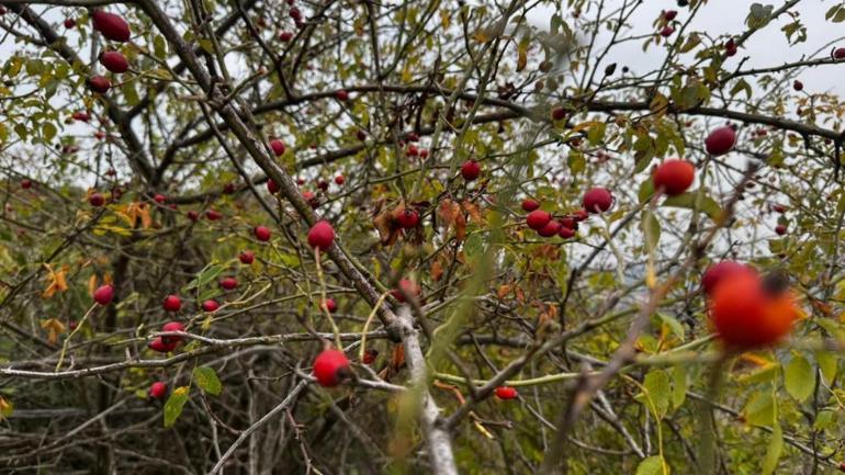 En yüksek C vitamini oranına sahip Toplamak çok zor, her yerde bulunmuyor
