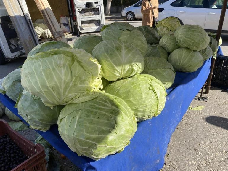 Türkiyede en ucuzu burada Devasa lahanalar hasat ediliyor