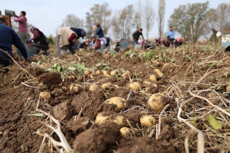 Türkiyede yılın en geç hasadı burada Son mahsuller Sivasta sökülüyor