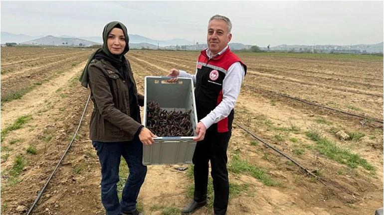 Amerikada tarlada gördü, Tirede üretmeye başladı 12 yıl hasat yapacak: 3 Ülkeye satıyor