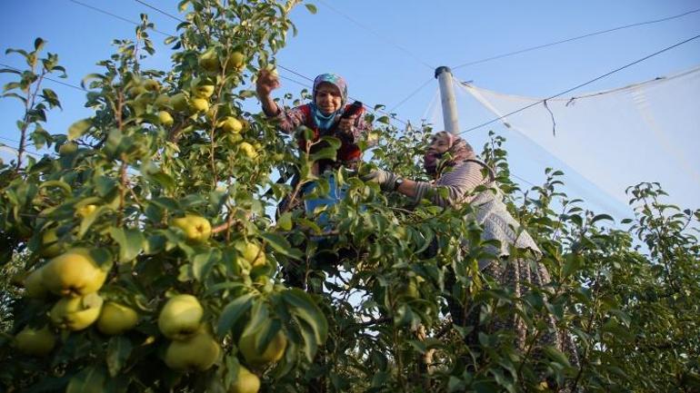 Edirnede 3er dönümle başladılar Devlet desteğiyle 21 yıldır gelir kapısı oldu 1000 ton satıldı
