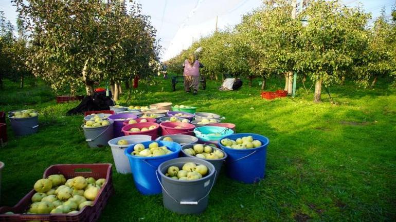 Edirnede 3er dönümle başladılar Devlet desteğiyle 21 yıldır gelir kapısı oldu 1000 ton satıldı