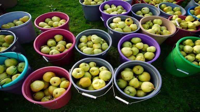 Edirnede 3er dönümle başladılar Devlet desteğiyle 21 yıldır gelir kapısı oldu 1000 ton satıldı