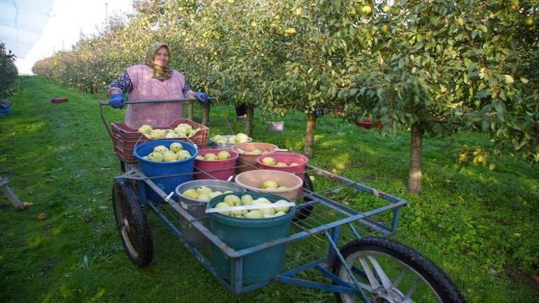 Edirnede 3er dönümle başladılar Devlet desteğiyle 21 yıldır gelir kapısı oldu 1000 ton satıldı