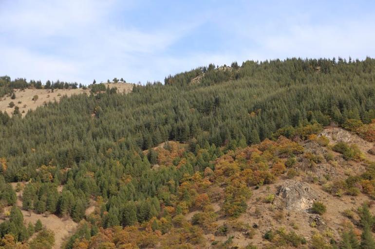 Adanada 37 yıl önce köylüler dikti Verilen emekler şimdi ormana dönüştü