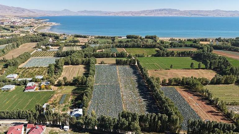 Bir tanesini iki kişi zor kaldırıyor Buradaki lahananın özelliği dünyada hiçbir yerde yok