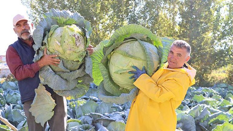 Bir tanesini iki kişi zor kaldırıyor Buradaki lahananın özelliği dünyada hiçbir yerde yok