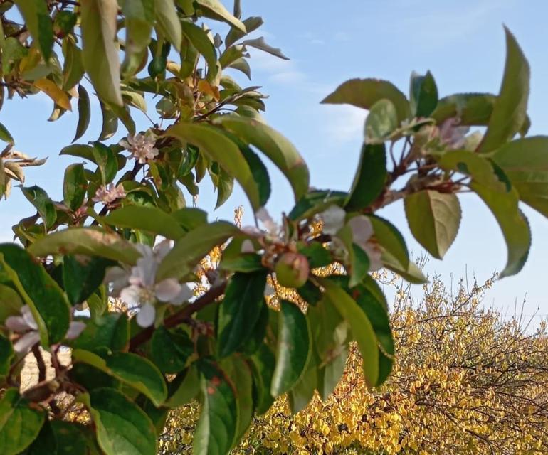 Kışa yaklaşırken şaşırtan görüntü Malatyada elma ağacı çiçek açıp meyve verdi