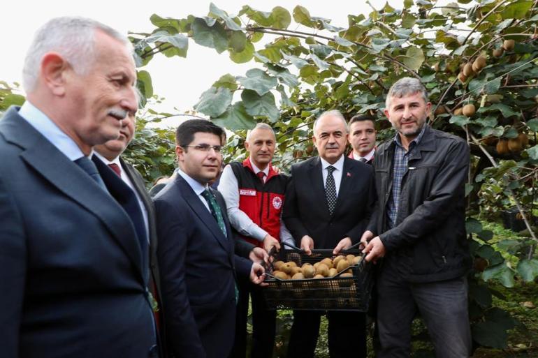 Kış mevsiminin en sevilen meyvesinde hasat başladı Bir ilin ekonomisine dev katkı