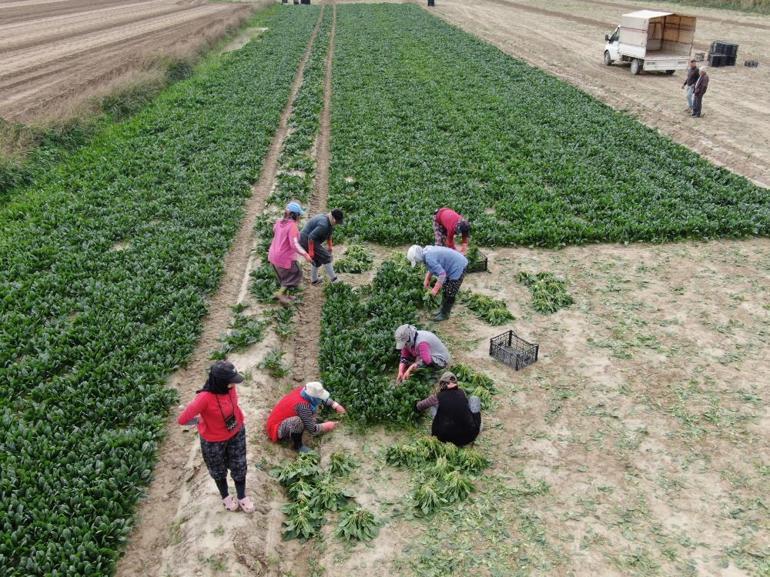 Kış sebzesinde hasat bolluğu Tarlada 6 lira, tezgahlardaki fiyatı dudak uçuklatıyor