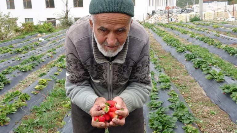 85 yaşındaki İbrahim dede kurdu Yetiştirdiklerini ücretsiz ikram ediyor