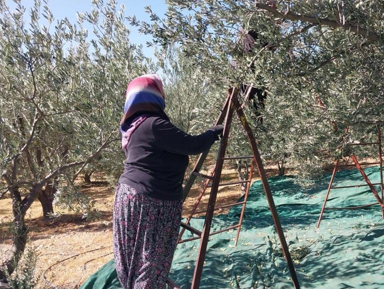 Bu ilçe Türkiyenin ihtiyacının yüzde 20sini karşılıyor Litre fiyatı 250 ile 350 TL arasında alıcı buluyor