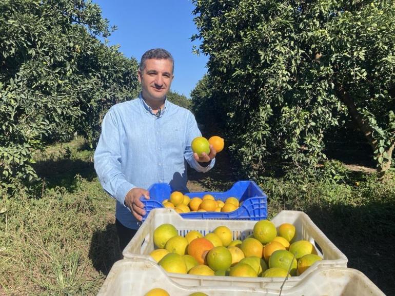 Hasat sezonu başladı, her evin mutfağında bulunur Bu yıl 22 liradan satılacak