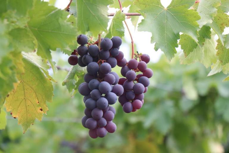 Zirai don verimi yüzde 80 düşürdü Çiftçi bu sene hayal kırıklığı yaşadı