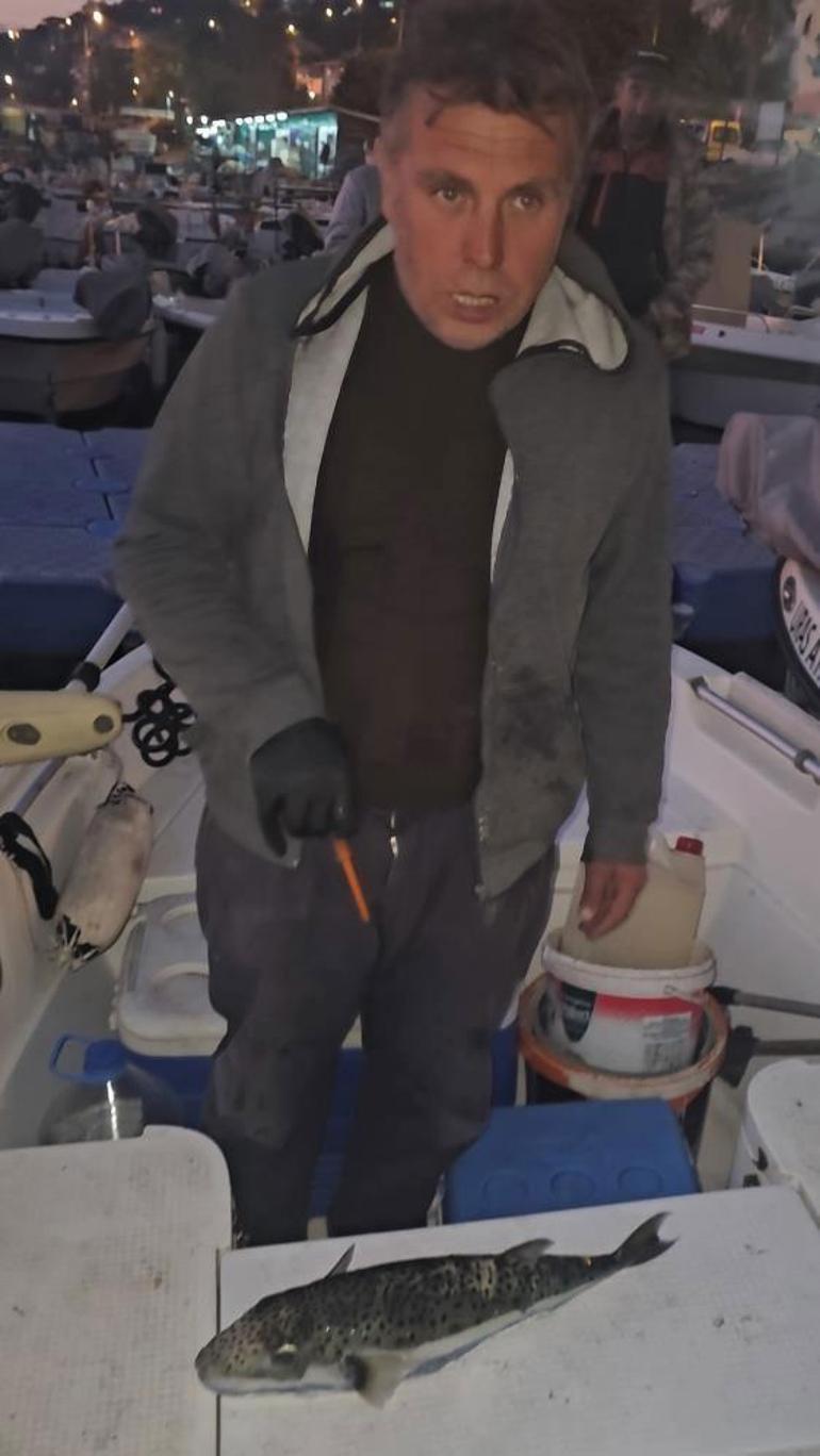 Gemlik Körfezi’nde benekli balon balığı şoku Yetkililere acil çağrı