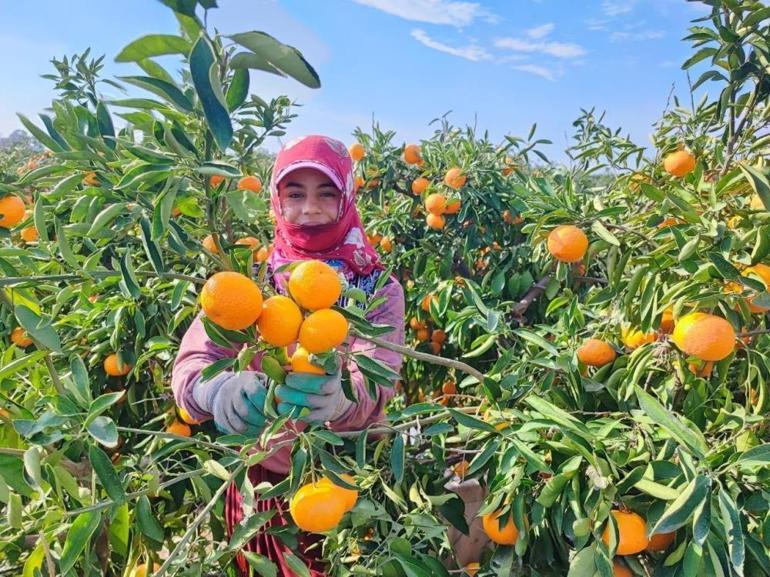 Tarım işçilerinin grevi mahsulü dalında bıraktı Kilosu 3 liraya kadar düştü